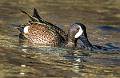image by Kirms Photography Blue-winged Teal-1